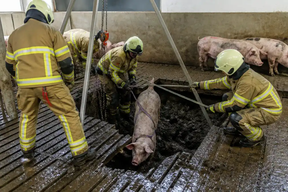 25 varkens zakken door stalvloer in Heestert; twee dieren overleven val niet