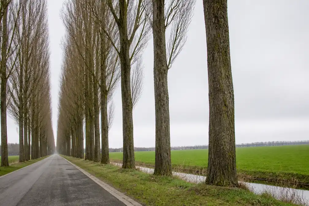 Buurtbewoners verzetten zich tegen kap van 213 populieren langs Rode Moerdijk