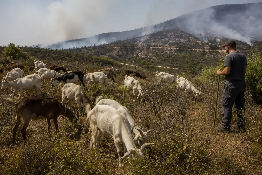 Spanje zet geiten in om natuurbranden te voorkomen, branden bij Madrid stabiliseren