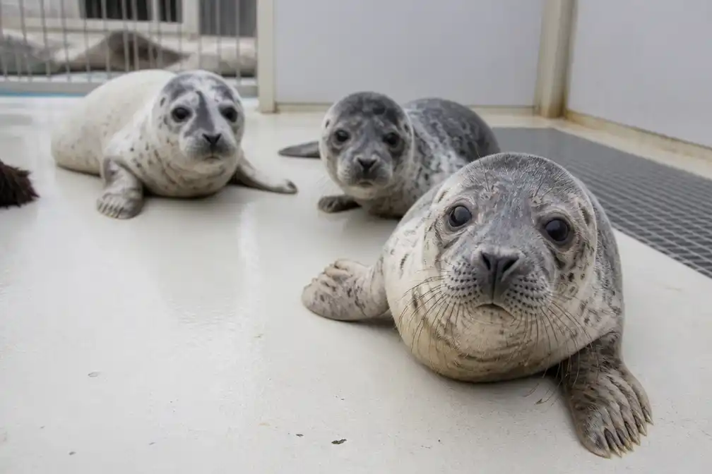 Zeehondenopvang Stellendam overstelpt met pups, vaak verstoten door menselijk contact