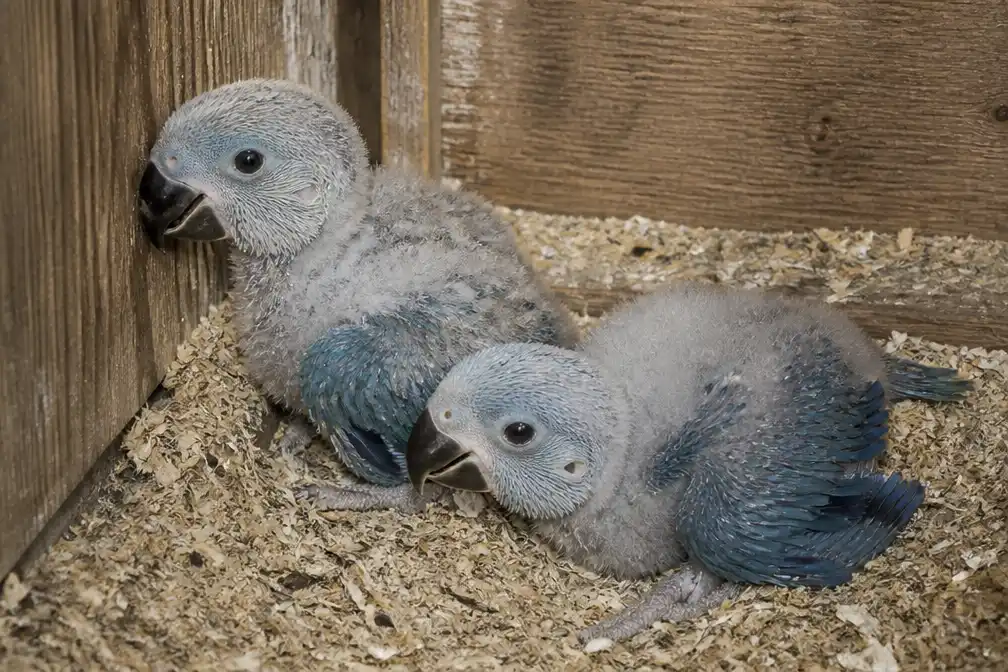 Pairi Daiza als eerste dierentuin ter wereld alle drie blauwe ara-soorten gekweekt