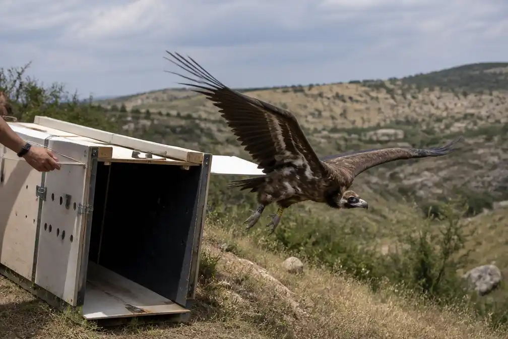 ZOO Planckendael laat vierde monniksgier Aleksi vrij in Bulgarije