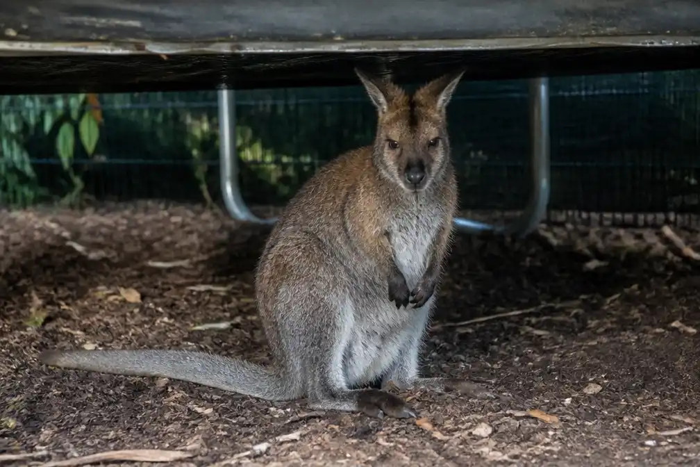 Ontsnapte wallaby na maand in Pelt gevangen onder trampoline